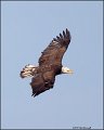 _2SB4905 american bald eagle